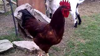 Rooster Crowing [upl. by Arhas]