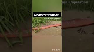 Earthworm fertilization Annelida Animation video NEET CBSE [upl. by Meingoldas811]