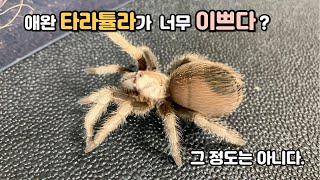 순하디 순한 타란튤라 데저트 블론디 aphonopelma chalcodesdesert blonde tarantula [upl. by Mariande]