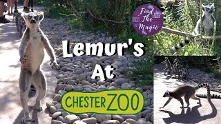 Chester Zoo Lemurs  Close up encounter in Madagascar Zone  4K [upl. by Euqinna64]