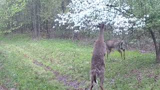 Whitetail Buck pruning Crabapple Tree How to prune [upl. by Aleahc]