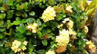 Yellow Ixora coccinea perennial flower plant [upl. by Gabrielson]