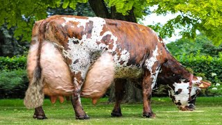 Highly Milking Biggest Udder Normande Cow  Normande Cattle Breed Cow Full Documentary  Cow [upl. by Villiers490]