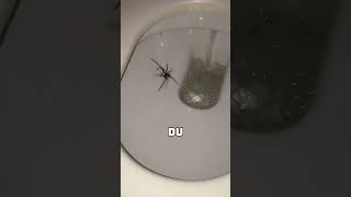 Der Schock des Jahres  Riesige Spinne im Klo 🕷️🚽 [upl. by Adnyl]