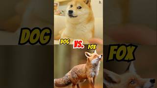 Dog vs fox  the Similarities between dog and fox wildlife wildanimals dog fox shorts [upl. by Amaj]