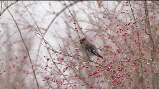 燕雀 Brambling [upl. by Ahsiram361]