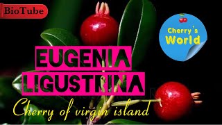 Cherry Of Vergin Island  Eugenia Ligustrina  Fruit Review [upl. by Leahkim]