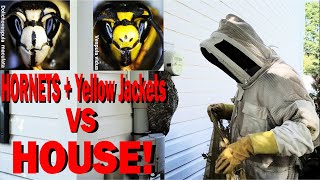 Most EXTREME Hornets Nests [upl. by Ynohtnad]