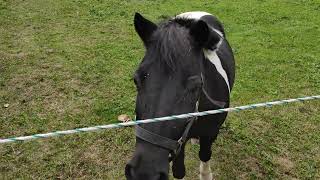 Pferd frisst Quitten Früchte auf Reitsport Reitstall Koppel Wiese [upl. by Nais]