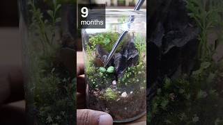 Closed terrarium after nine months org build video link above this caption [upl. by Oikim]