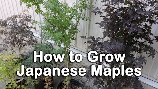 All About Japanese Maples  Weeping and Upright Varieties Heights Leaf Color Information [upl. by Keung]