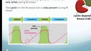 Cell Cyclemp4 [upl. by Combes]