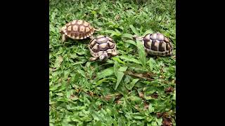 Southern European Marginated Tortoise Hatchlings With African Sulcata Tortoise Hatchlings [upl. by Airam]