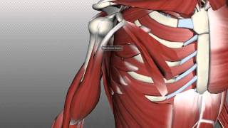 Muscles of the Upper Arm  Anatomy Tutorial [upl. by Rebmetpes]