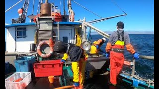 2024 Dungeness Crab Fishing Trip 5 How to handle heavy strings Pull faster and harder [upl. by Audrye]