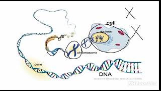 chromosomes vs Chromatin and genes  class 9 [upl. by Nonnahs366]