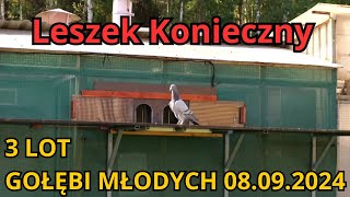 LESZEK KONIECZNY  3 LOT MŁODYCH GOŁĘBI  08092024 [upl. by Erlond]