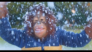 Animalia Orangutan Benji enjoys a snowy wonderland [upl. by Edouard240]