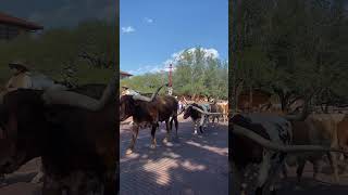 Fort Worth Stockyards Cattle Drive 🐂 [upl. by Kristine]