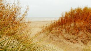 Meeresrauschen mit Möwen an der Nordsee  5 Stunden Meeresrauschen am stürmischen Meer [upl. by Mecke883]