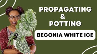 Begonia PROPAGATION And Care For BEGINNERS [upl. by Esyle]