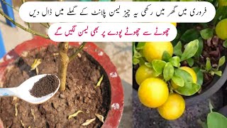 Best orgenic fertilizer for lemon plant  Nibu ki achi growth k liye ye khad dalen [upl. by Schonfield488]