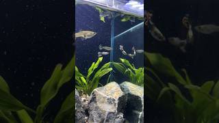 Added guppies to my new planted tank [upl. by Maegan]