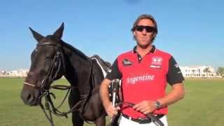 Learn how to play polo The Essential Guide by Steve Thompson [upl. by Nemraciram545]