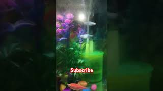 guppy fish zebrafish 🦈 shortvideo [upl. by Alliehs880]