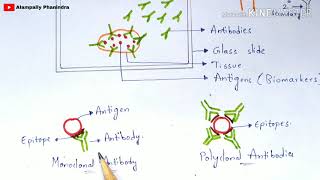 Immunohistochemistry  Principle  Procedure  Notes  By phanindra gupta  Bio science [upl. by Consuela]