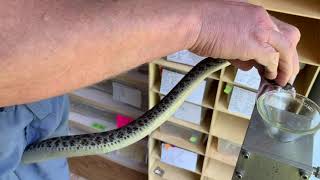 Mojave Rattlesake Venom Extractions [upl. by Hajed]