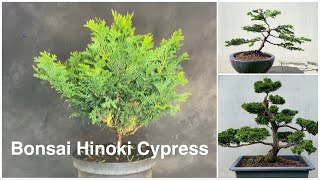 Bonsai Hinoki cypress design Chamaecyparis Obtusa Transformation to a Bonsaitree [upl. by Kosey]