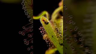 Carnivorous plant eating an insect [upl. by Enerak]