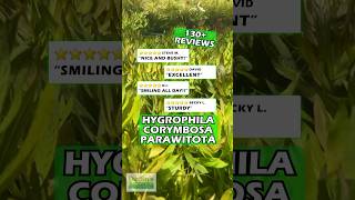 ⭐️⭐️⭐️⭐️⭐️ Customer Reviews  HYGROPHILA CORYMBOSA PARAWITOTA RUGGED [upl. by Yentruocal]