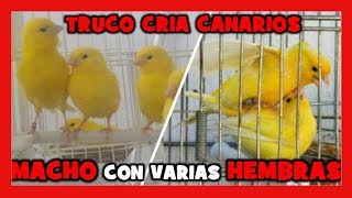 COMO CRIAR CON UN CANARIO Y VARIAS CANARIAS 🐤 Truco para Criar Canarios con Exito y Muy Facil [upl. by Bernadene]