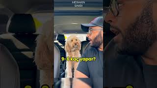 MATEMATİK PROFESÖRÜ KÖPEK lunatheminicockapoo [upl. by Ogg]