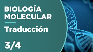 Transcripción y procesamiento del ARNm  Biología  Khan Academy en Español [upl. by Mose299]