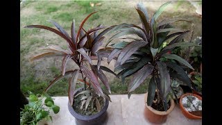 How to Take Care of Hawaiian Ti Plant  Dracaena Cordyline Care [upl. by Ailliw]