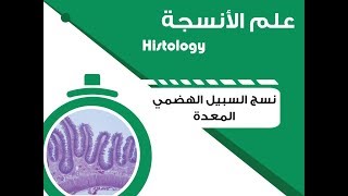 Histology  GI Tract Histology  Stomach  علم الأنسجة  نسج السبيل الهضمي  المعدة [upl. by Abramson]