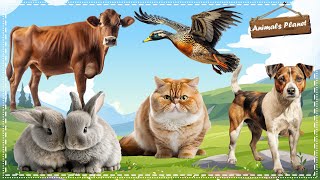 Cutest Animal Sounds Around the World Mallard Duck Cat Dog Rabbit Cow [upl. by Acinor898]