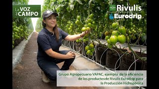 Testimonio Vapac  Sistema hidropónico para Tomate Saladette [upl. by Rickert]