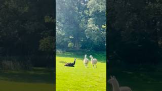 Llama southamerican camelid shortvideo scotland [upl. by Einnal]