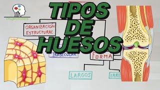 Tipos de Huesos [upl. by Dotti576]