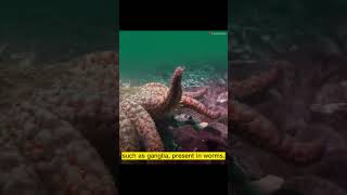 Does Starfish have a Brain [upl. by Beth]