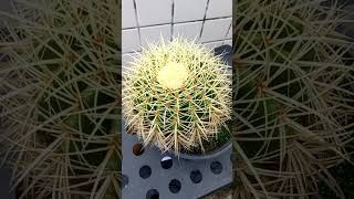 Echinocactus grusonii cacto poltrona ou assento de sogra [upl. by Folly313]