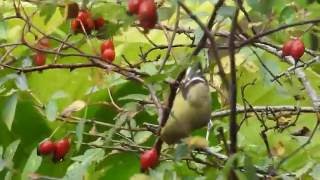 Chardonnerets jaunes buvant de leau sur les feuilles [upl. by Ahsienyt665]