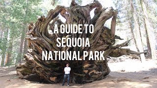 A Guide to Sequoia National Park [upl. by Leamhsi459]