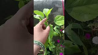 gardening fertilizer hibiscusplant garden hibiscus plants organicfertilizer flowers [upl. by Eeleak]