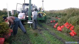 Brinkman Nordmann Kerstbomen Verpakken [upl. by Ennaeel]