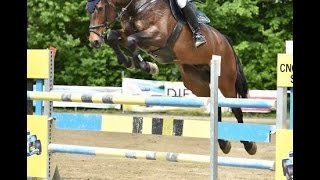 SOLD wwwsporthorsesonlinecom 2009 Hanoverian Jumper gelding [upl. by Aundrea]